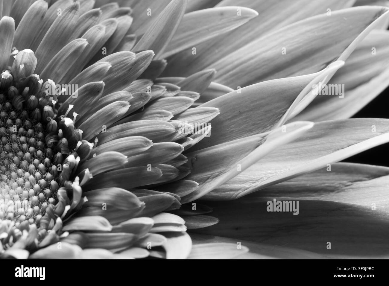 Petali delicati di una Gerbera in bianco e nero Foto Stock