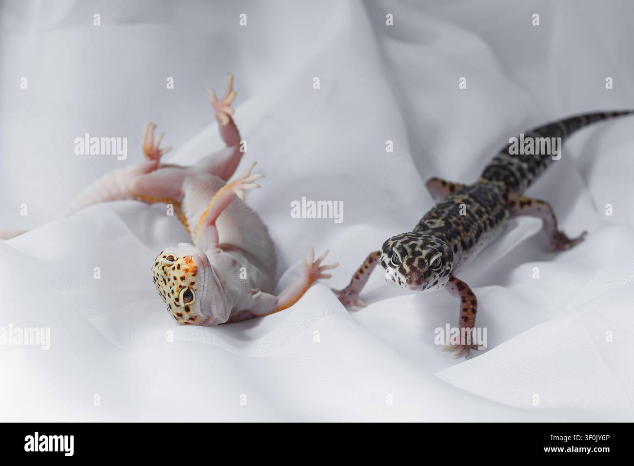 Due gechi leopardi, Eublepharis, su tessuto bianco morbido, uno sdraiato sulla schiena e l'altro in piedi, mostrando la texture e il motivo dei rettili in un luminoso studio Li Foto Stock