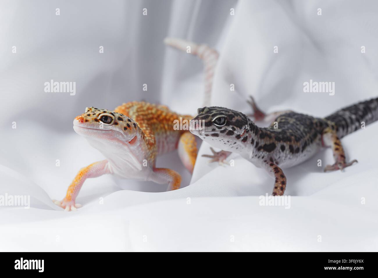 Prima vista di due gechi leopardi Eublepharis su un tessuto bianco morbido, che mostrano pelle maculata, occhi vigili e un comportamento gentile di rettile in un ambiente di studio pulito Foto Stock