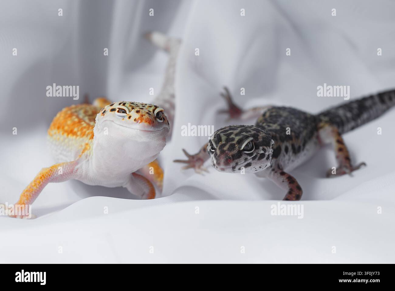 Prima piano di due gechi leopardo, Eublepharis, su tessuto bianco, uno arancione e uno scuro, in luce soffusa da studio, che mostra la texture della pelle dei rettili e la curiosità Foto Stock