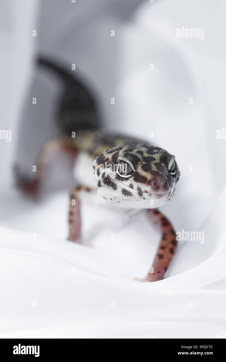Closeup di un geco leopardo, Eublepharis, che emerge da un tunnel bianco, occhi acuti e pelle fantasia in luce soffusa, sfondo minimale, animale domestico rettile Foto Stock