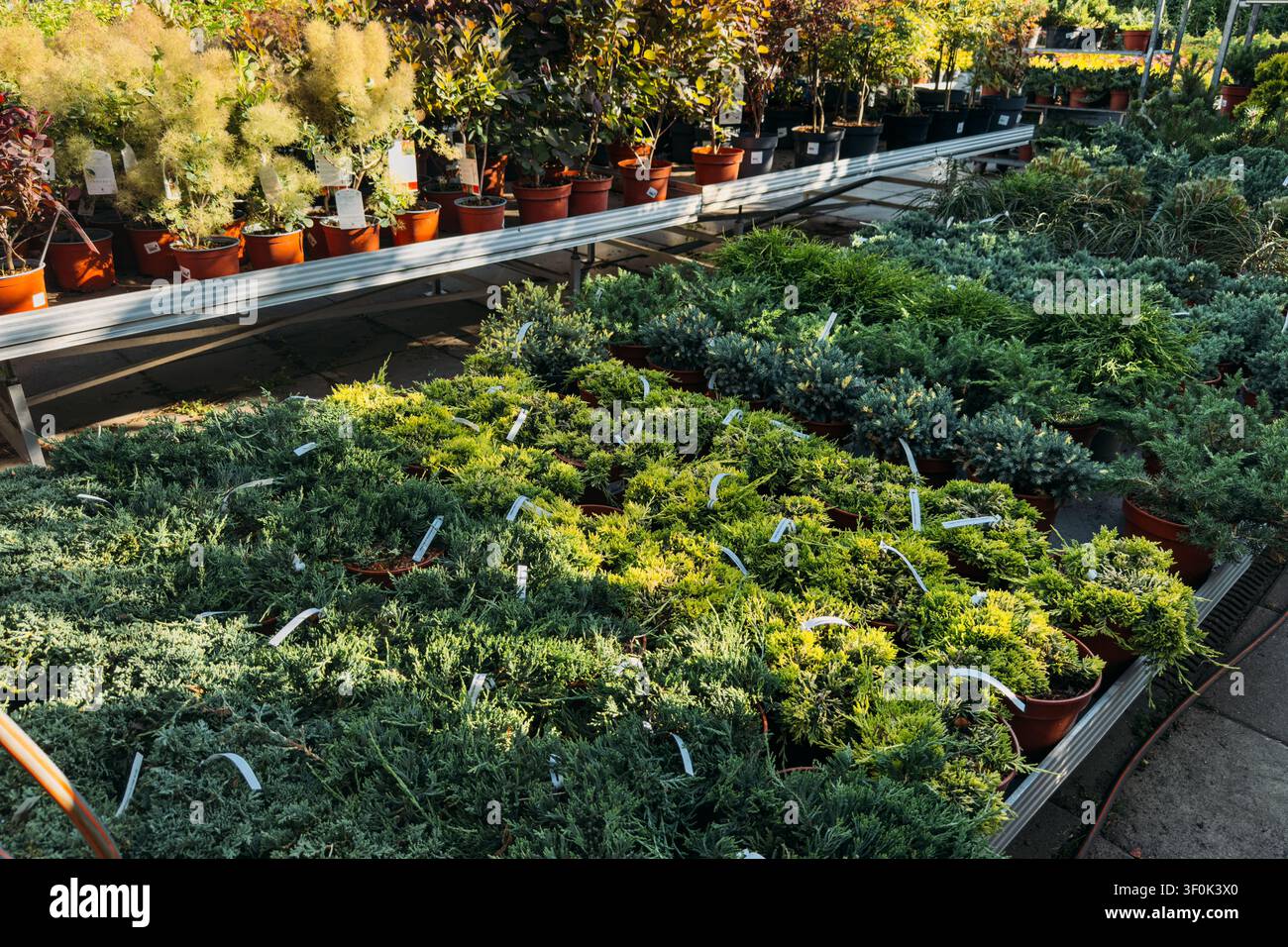 Piante di copertura del terreno in conifere in vaso e arbusti sempreverdi disposti su strutture espositive di vivai all'aperto. Piante di vivaio in conifere, arbusti sempreverdi Foto Stock