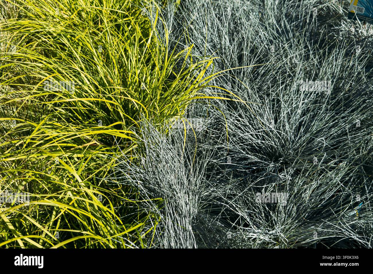 Le graminacee ornamentali crescono fianco a fianco nell'aiuola del giardino. Progettazione del paesaggio con graminacee ornamentali, trasformazione del giardino a basso consumo idrico, xeriscaping sostenibile Foto Stock