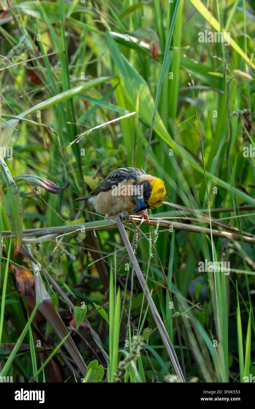 Un vivace uccello tessitore Baya (Ploceus philippinus) con un caratteristico piumaggio giallo sulla testa e un becco blu, appollaiato delicatamente su uno stelo sottile di pianta Foto Stock