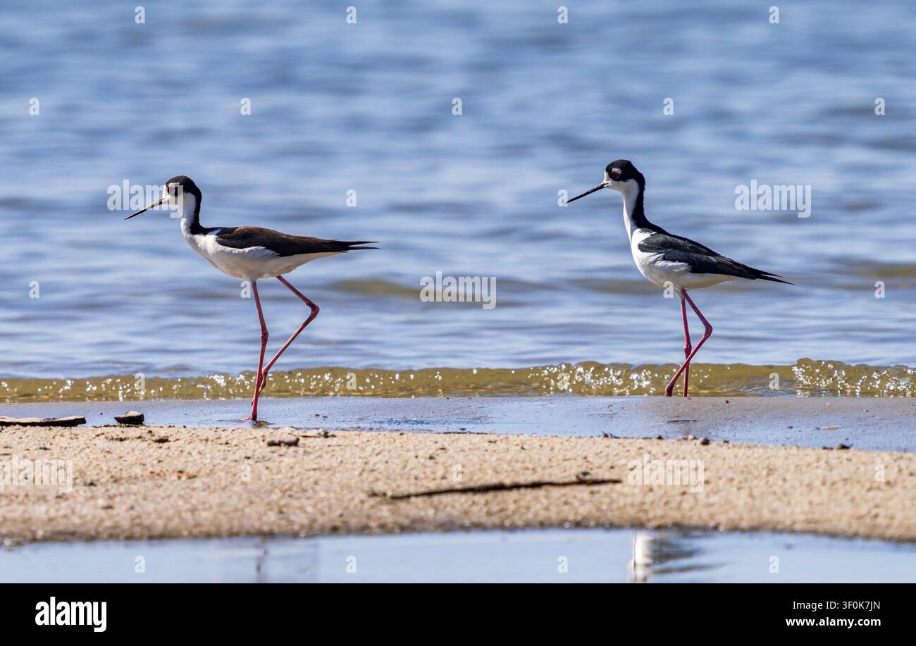 Due avifaune di stilti dal collo nero che camminano lungo la riva del lago nel Cherry Creek State Park Reservoir in Colorado durante la loro stagione riproduttiva primaverile. Foto Stock
