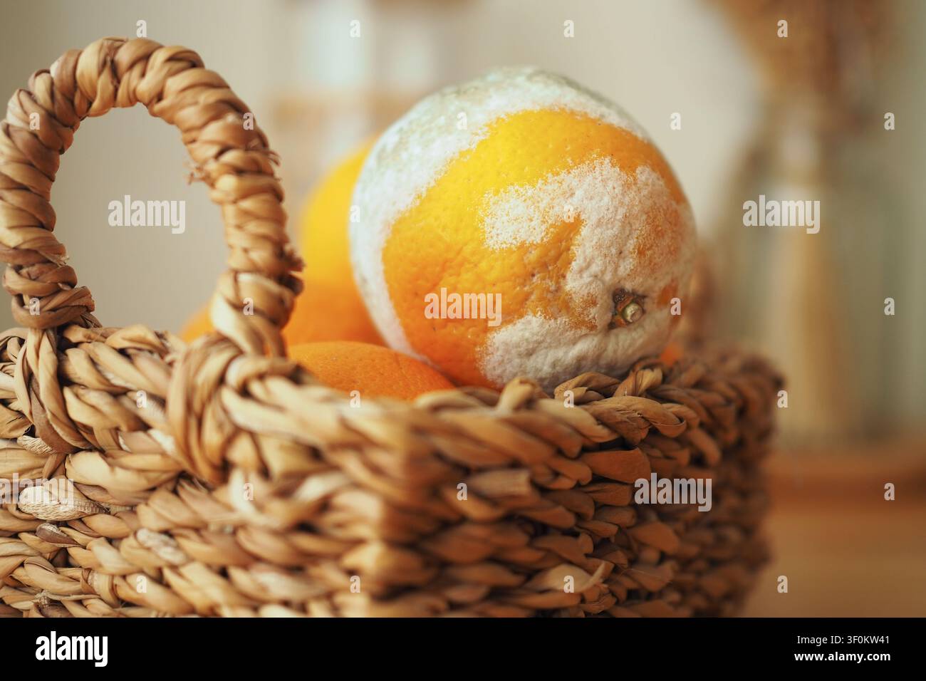 Arance ammuffite in cestino di vimini primo piano che mostra il decadimento dei frutti e lo spreco di cibo Foto Stock