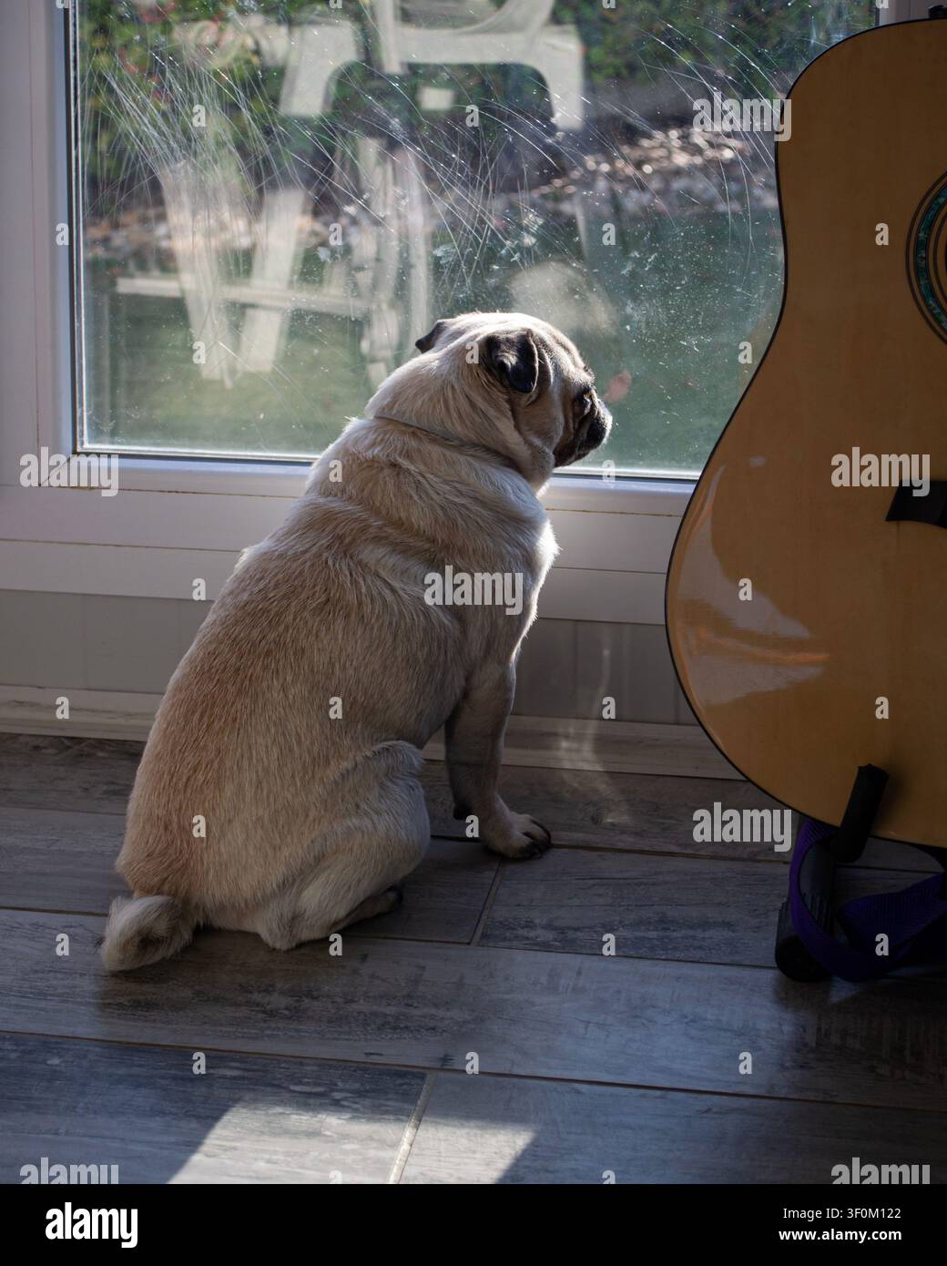 Cane Carlino che guarda fuori dalla finestra accanto alla chitarra Foto Stock
