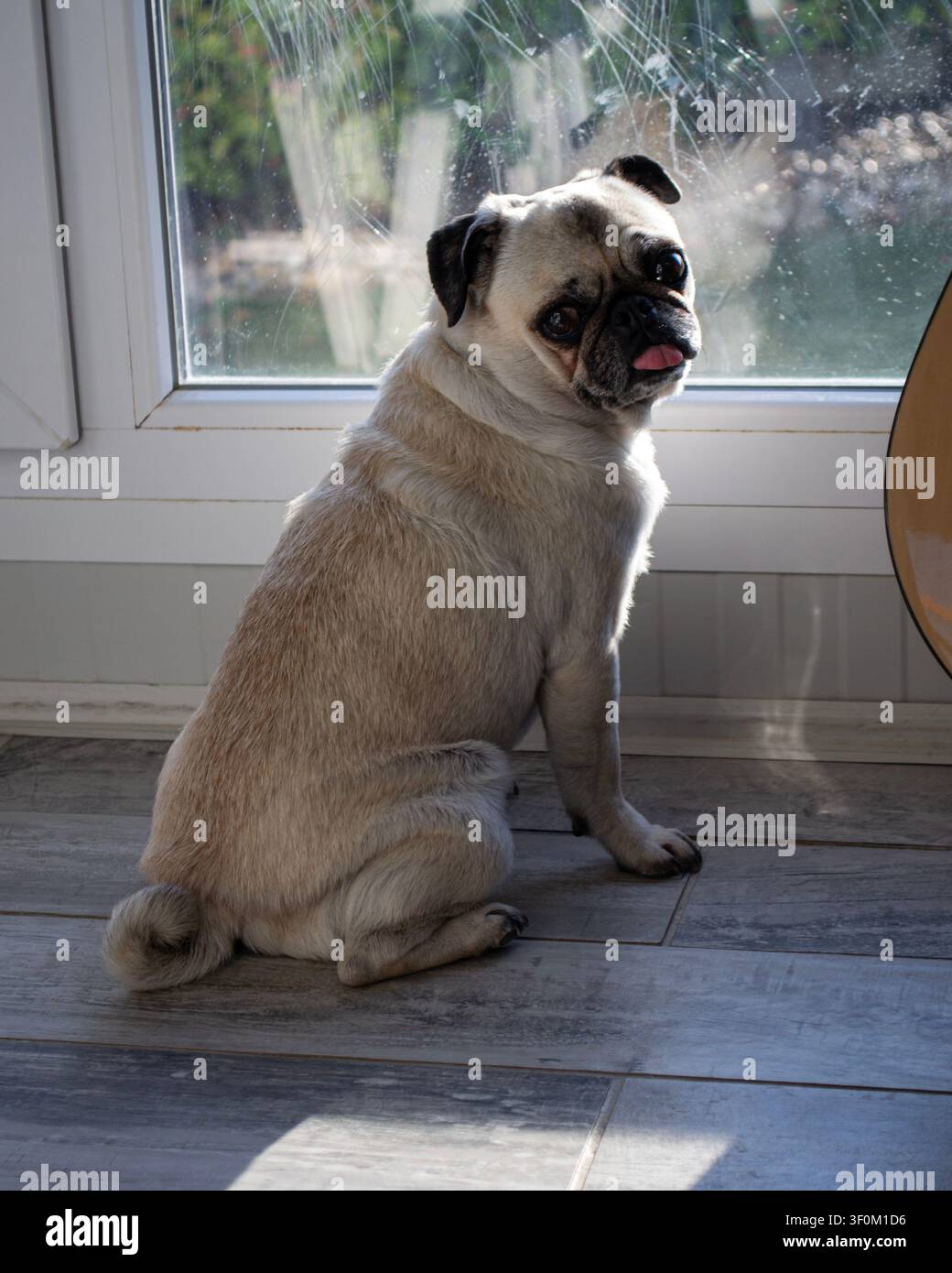 Simpatico cane pug seduto vicino alla finestra a casa Foto Stock
