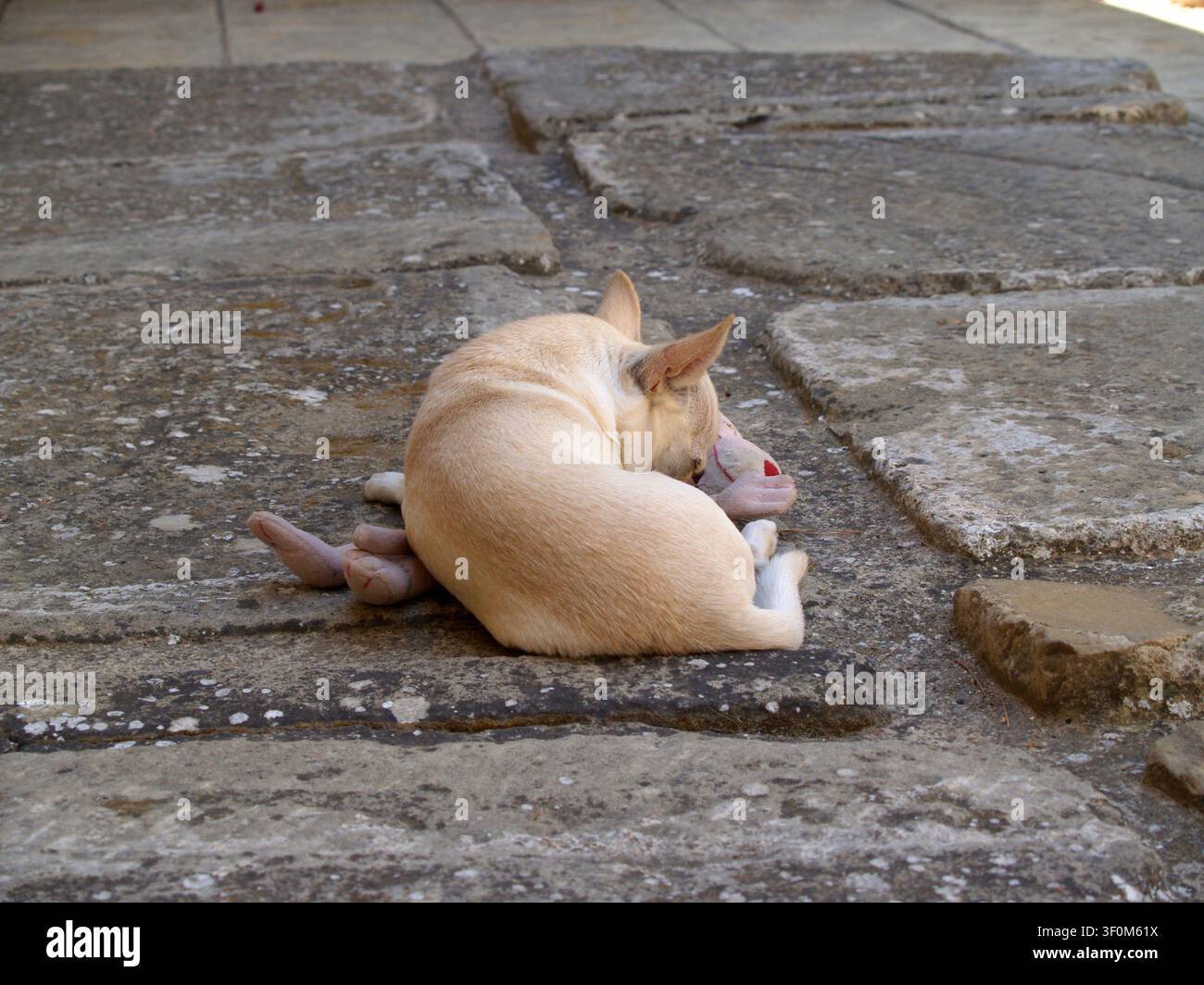 Piccolo cane Chihuahua a testa di mela in miniatura, bianco e crema, sdraiato sulla schiena e raggomitolato sul suo giocattolo sul pavimento di pietra all'aperto. Foto Stock