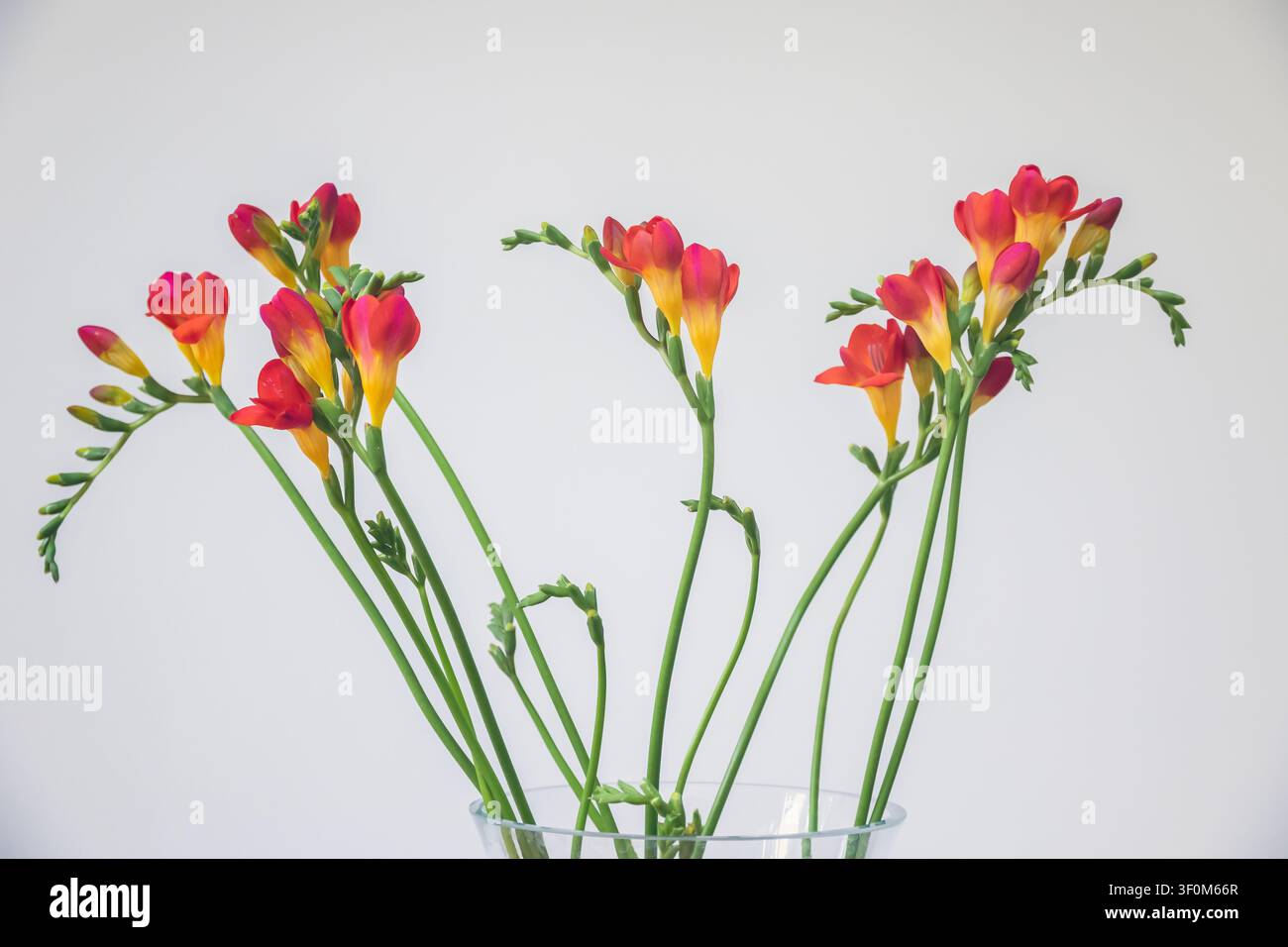 Fiori di fresia rossi con boccioli in fiore su sfondo bianco Foto Stock