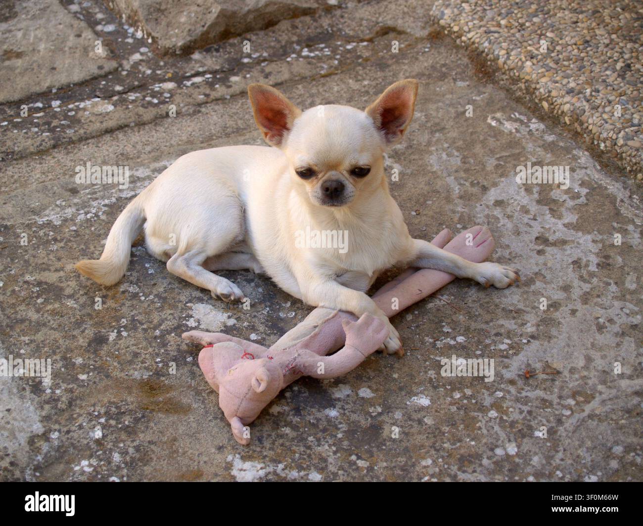 Piccola Chihuahua a testa di mela bianca e crema sdraiata a faccia in giù sul pavimento accanto al suo giocattolo, fissa la telecamera alla luce naturale del giorno. Foto Stock