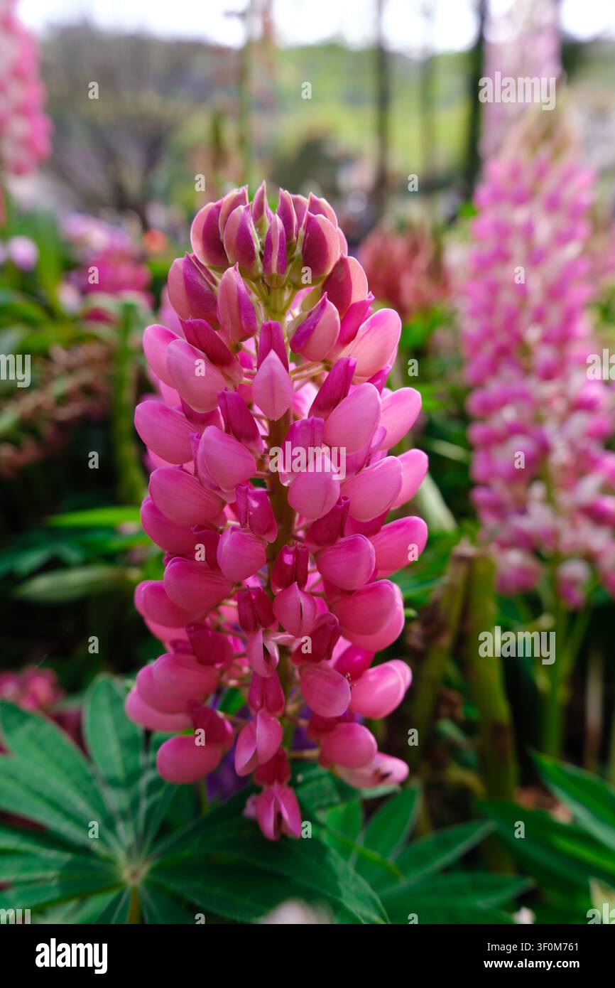 Prima piano di un fiore di lupino rosa in un giardino con fiori sfocati e foglie verdi sullo sfondo, che mostra colori freschi primaverili e bellezza naturale Foto Stock