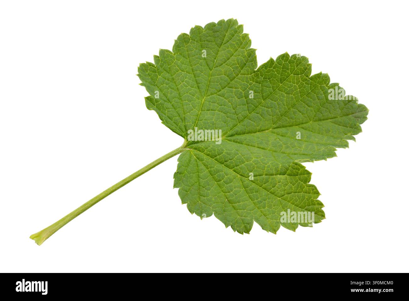 Foglia fresca di ribes verde con gambo e vene isolata su sfondo bianco, vista dall'alto Foto Stock