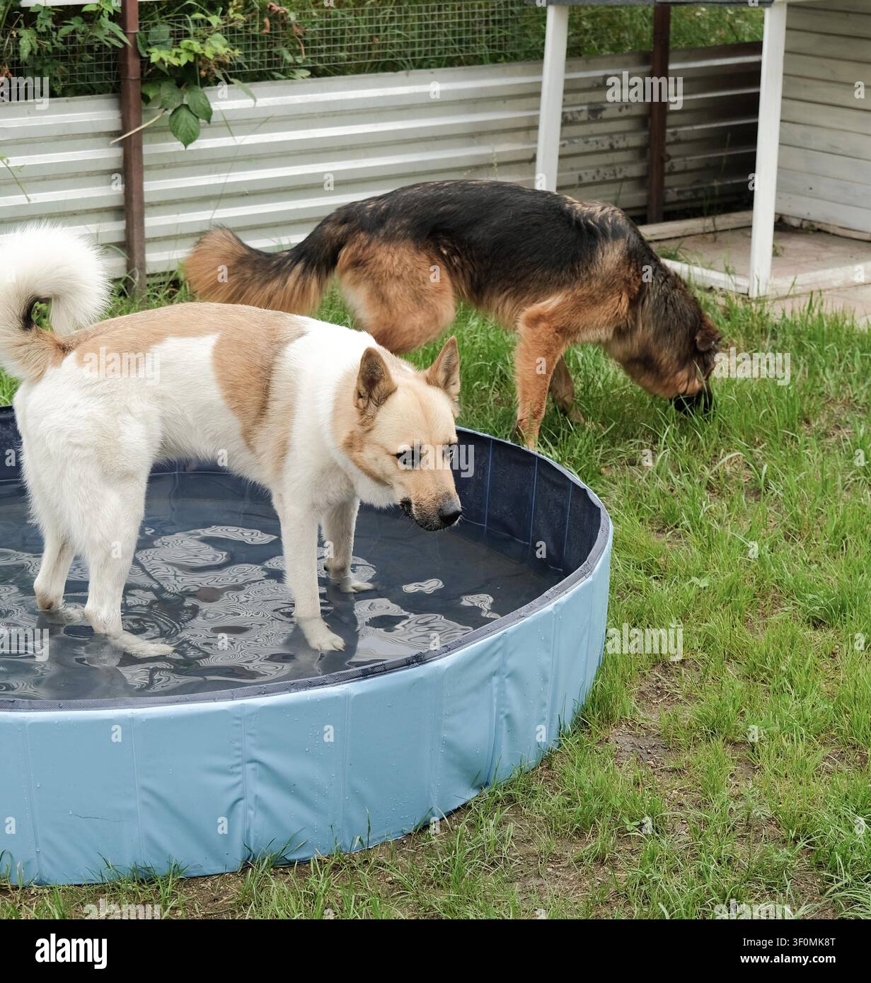 due cani che giocano nell'acqua in una piscina per cani in una calda giornata estiva Foto Stock