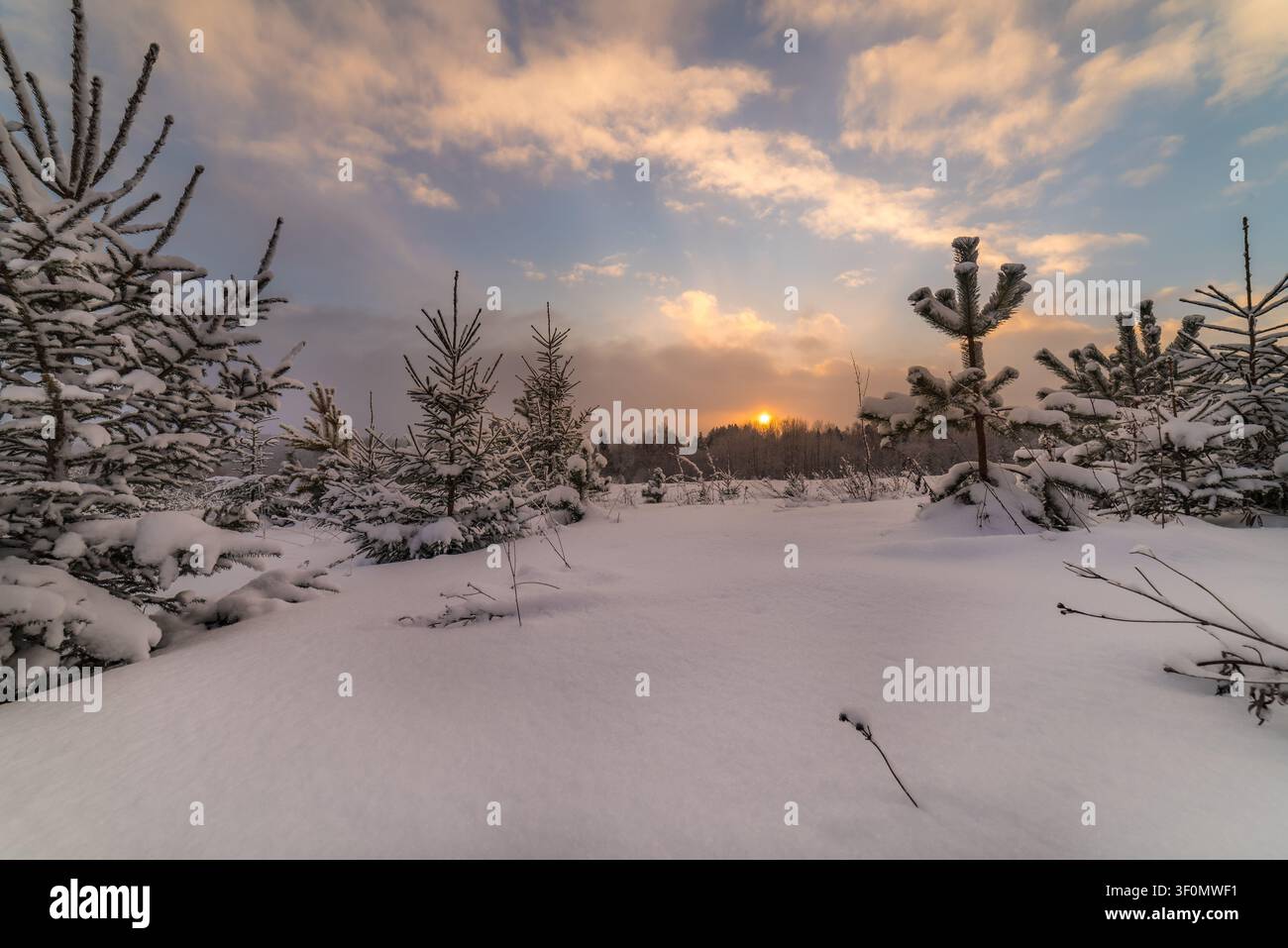 Giovani alberelli di pino e abete ricoperti di neve incorniciano una radura invernale aperta nel profondo di una taiga boreale russa. Foto Stock