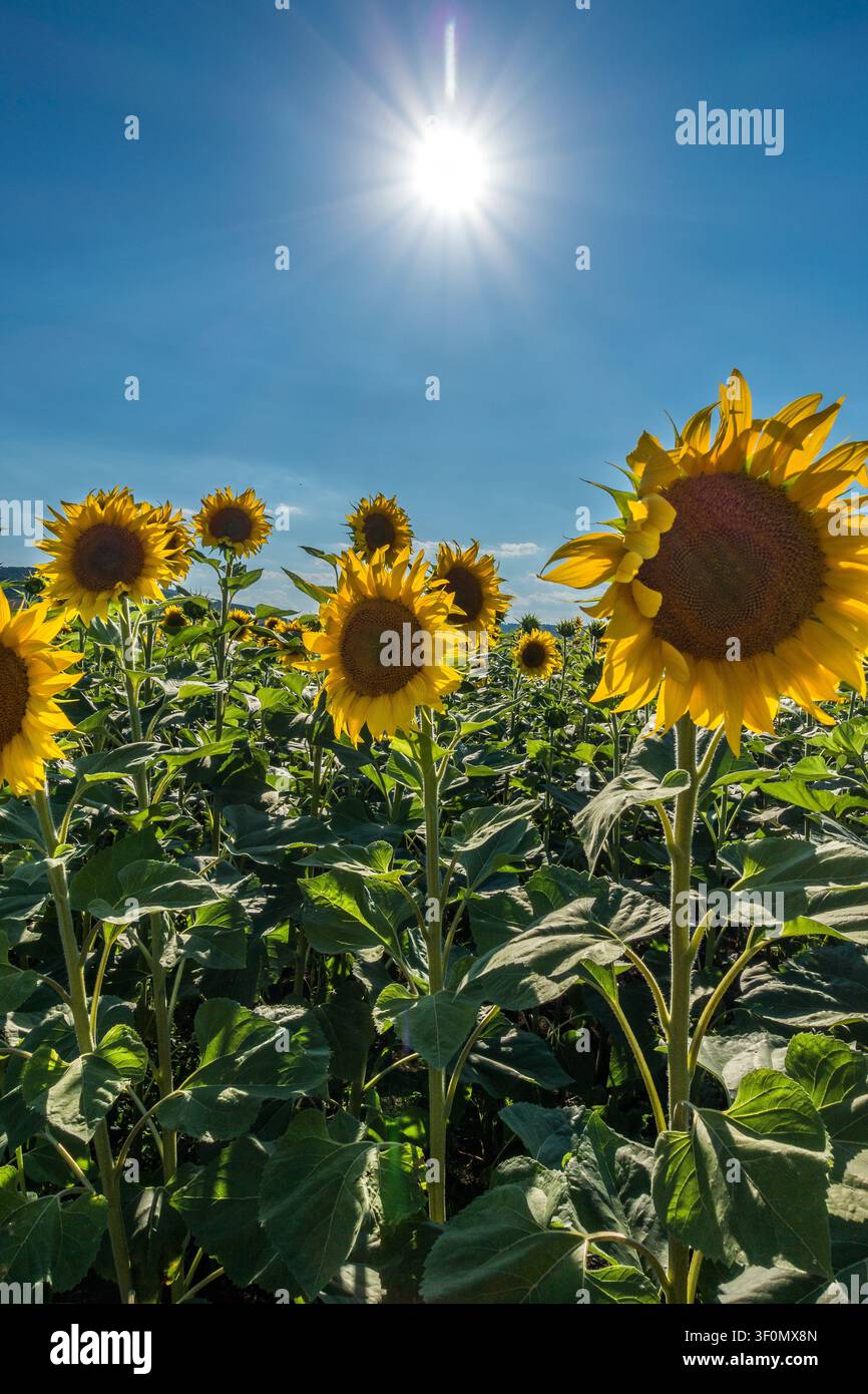 Un campo fitto di girasoli (Helianthus annuus) completamente fioriti, fotografato da un angolo basso contro un cielo blu vivido e sereno in un contesto agricolo rurale Foto Stock