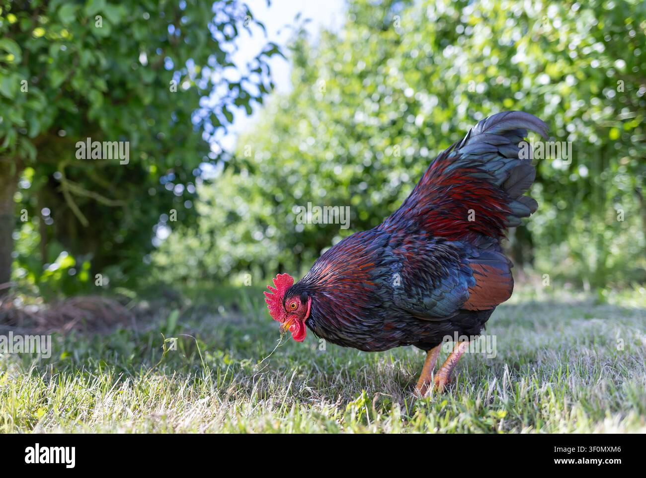 Gallo che cerca cibo sull'erba del cortile illuminata dal sole con piume iridescenti lucenti, cresta rossa, bargigli luminosi Foto Stock
