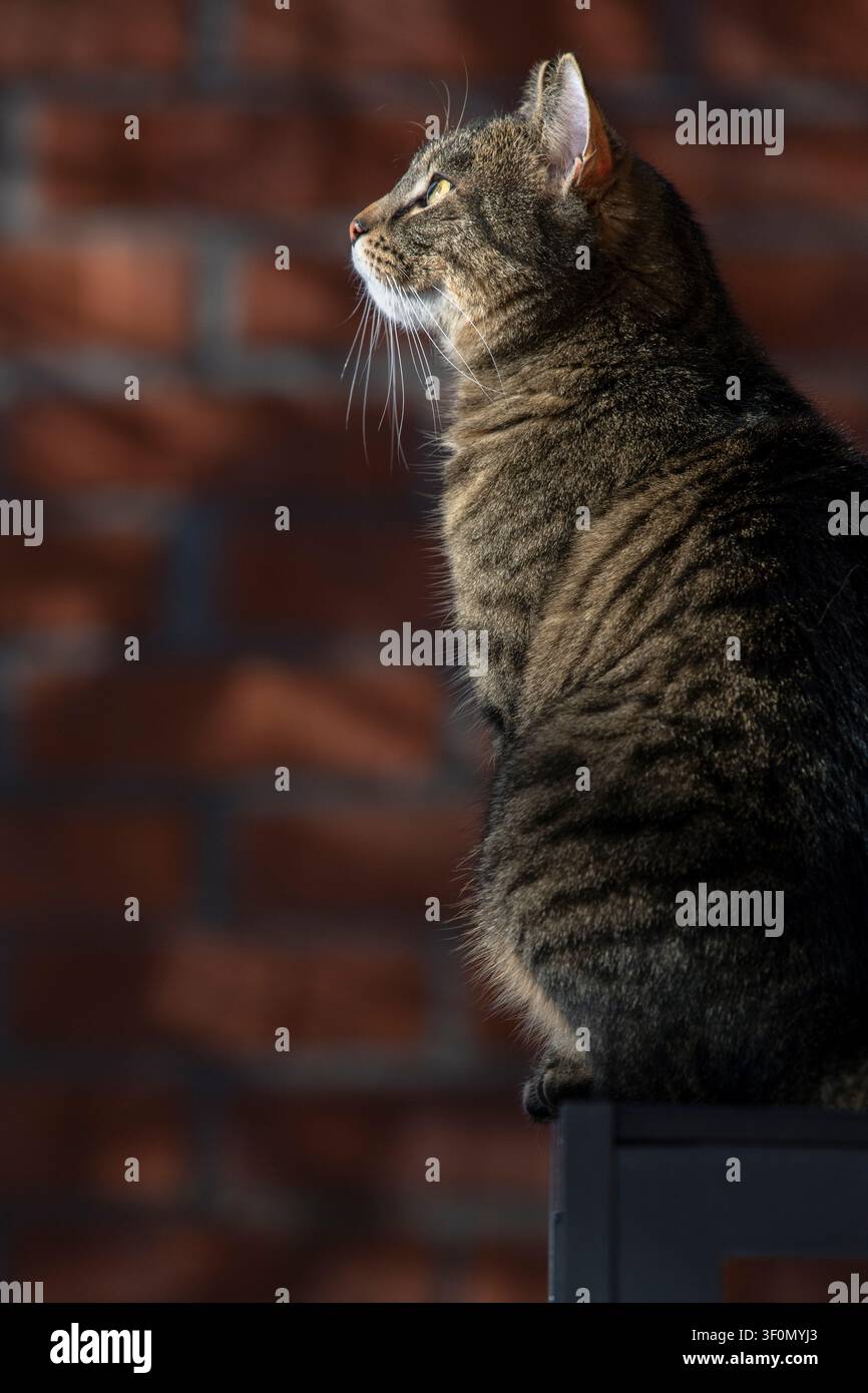 Un bellissimo gatto domestico tigrato seduto con grazia di profilo, illuminato dalla calda luce del sole su uno sfondo di muro in mattoni rossi rustico. Foto Stock