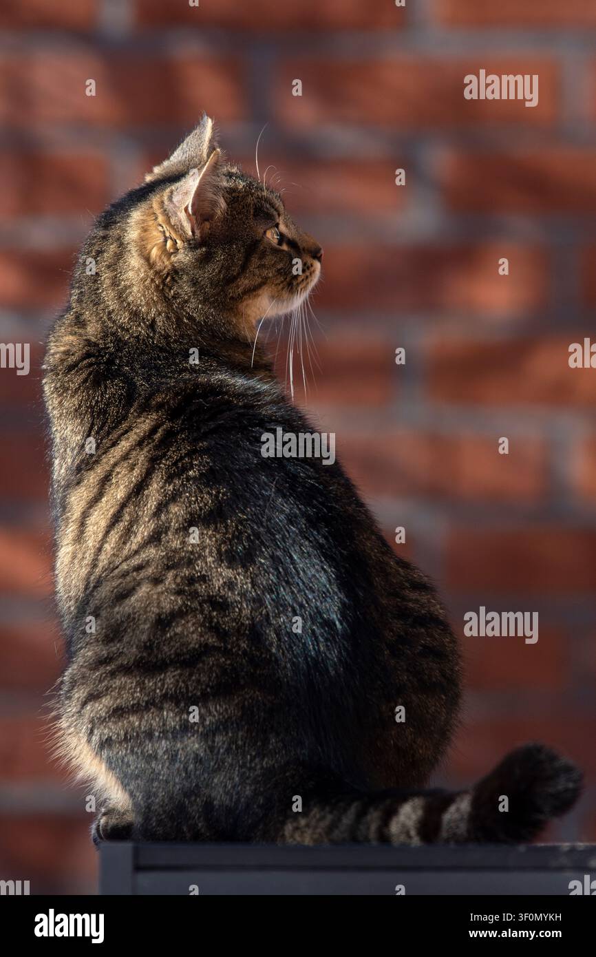 Un bellissimo gatto domestico tigrato seduto con grazia di profilo, illuminato dalla calda luce del sole su uno sfondo di muro in mattoni rossi rustico. Foto Stock