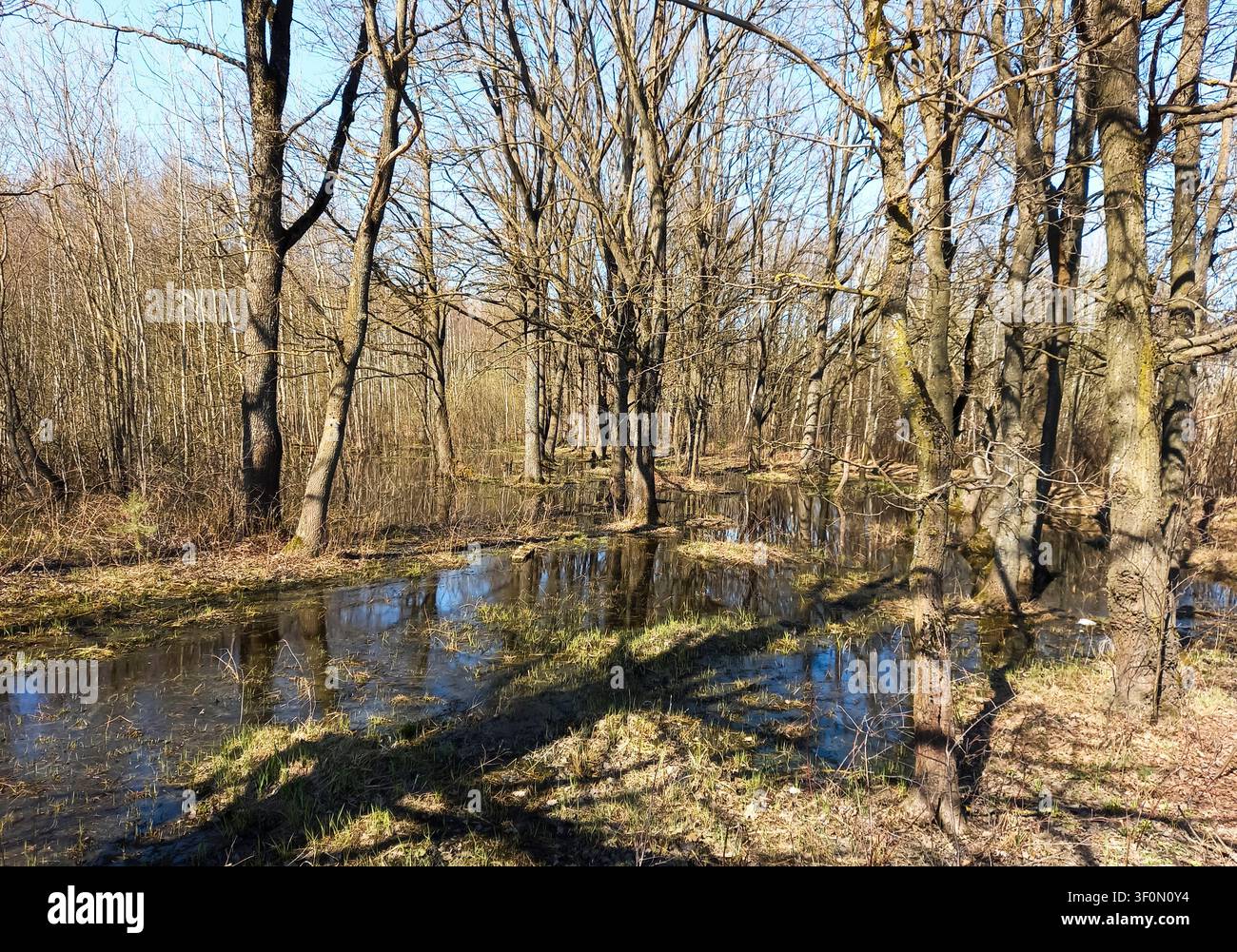 Foresta primaverile allagata con riflessi calmi, che illustra uno stile di vita all'aperto ecocompatibile e una crescente consapevolezza ambientale. Foto Stock