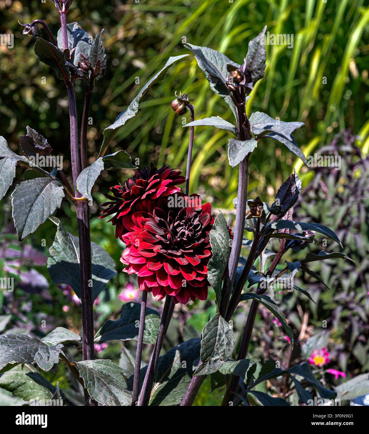 Dahlia Karma Chocolate, Asteraceae, dahlia,karma,choc. Fiore rosso intenso e profondo, con foglie quasi nere. Foto Stock