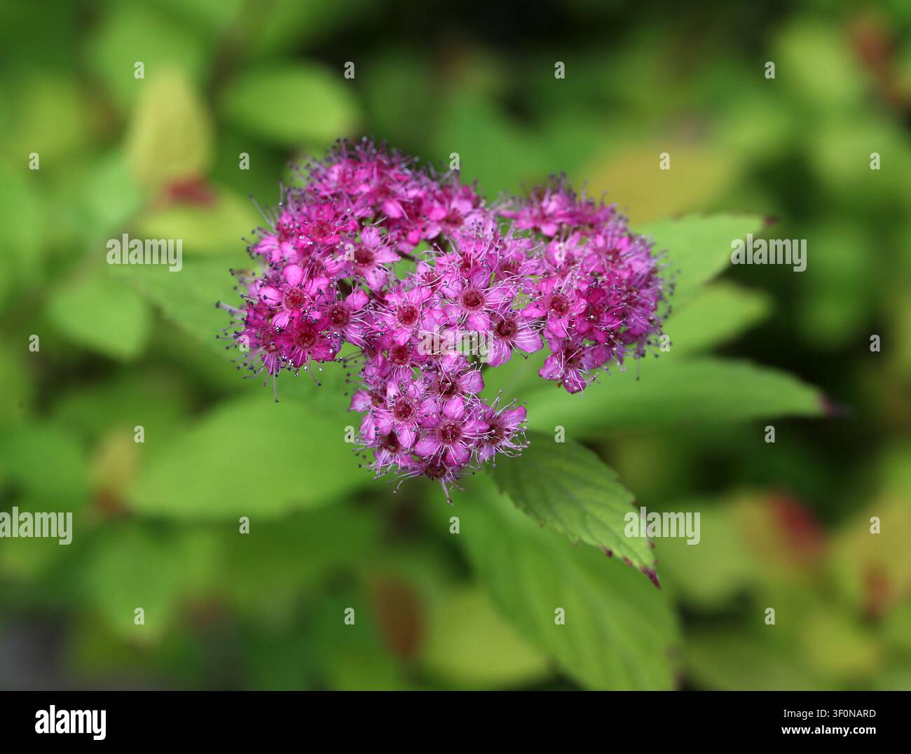 Spirea giapponese o Spiraea giapponese, Spiraea japonica, Rosaceae. Giappone, Cina e Corea, Asia. Spiraea japonica, la spirea giapponese. Foto Stock