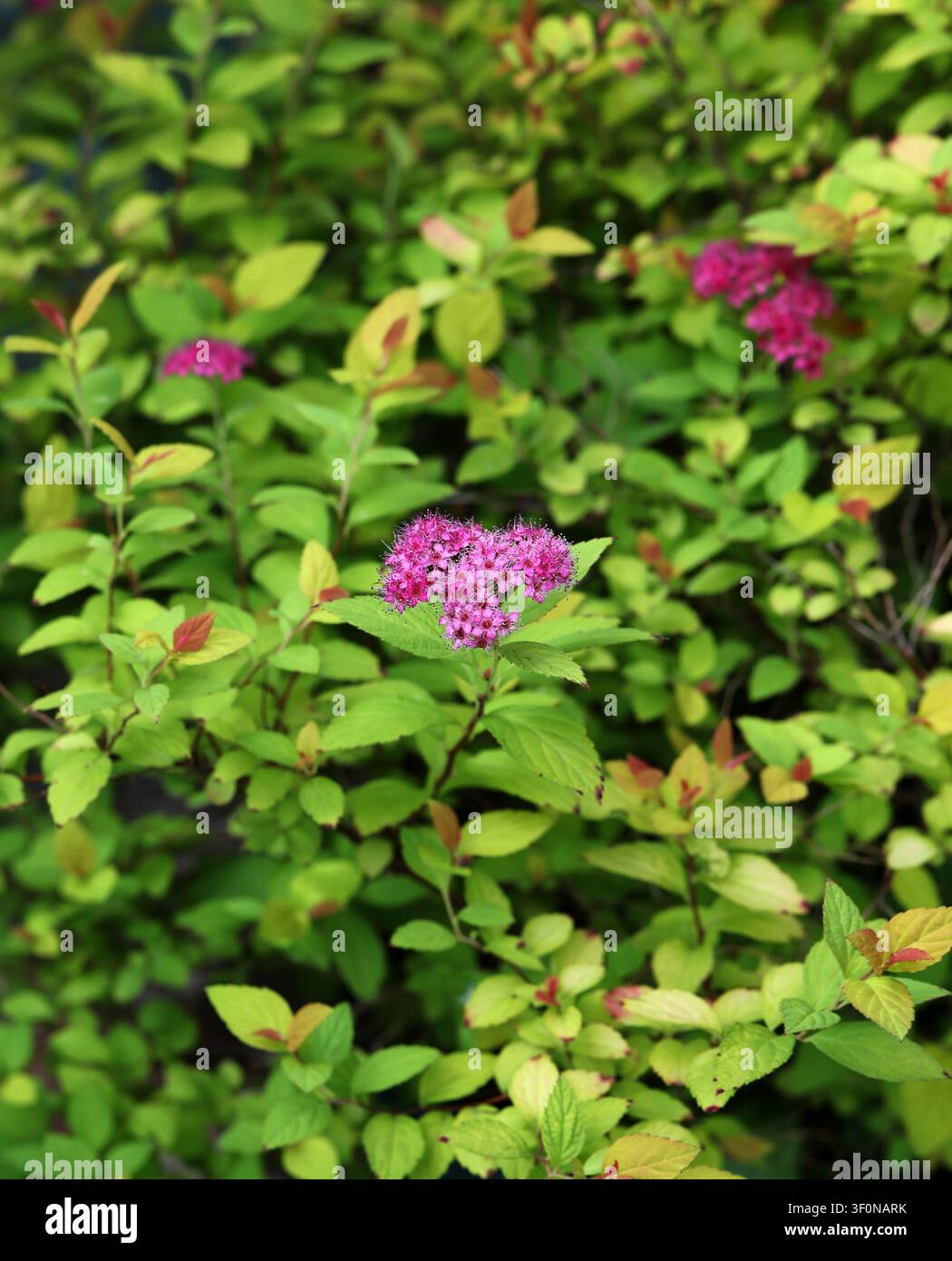 Spirea giapponese o Spiraea giapponese, Spiraea japonica, Rosaceae. Giappone, Cina e Corea, Asia. Spiraea japonica, la spirea giapponese. Foto Stock