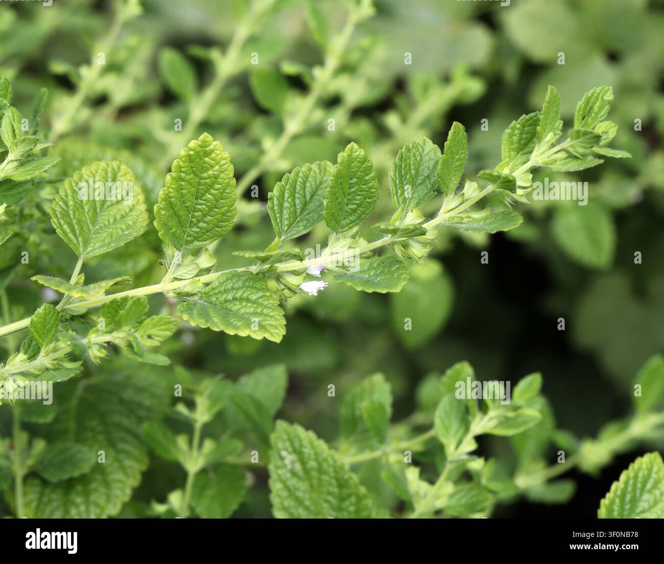 Melissa, Melissa officinalis, Lamiaceae. Regno Unito. La melissa è una pianta erbacea perenne della famiglia delle Lamiaceae e originaria dell'Europa centro-meridionale. Foto Stock