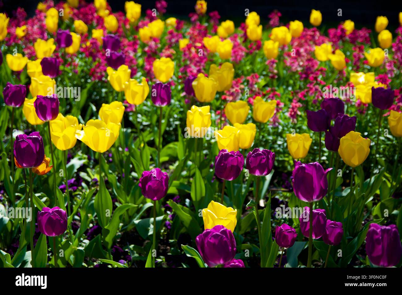 Un campo vivace di tulipani in piena fioritura mostra fiori gialli intensi e magenta profondi alla luce del giorno. Foto Stock