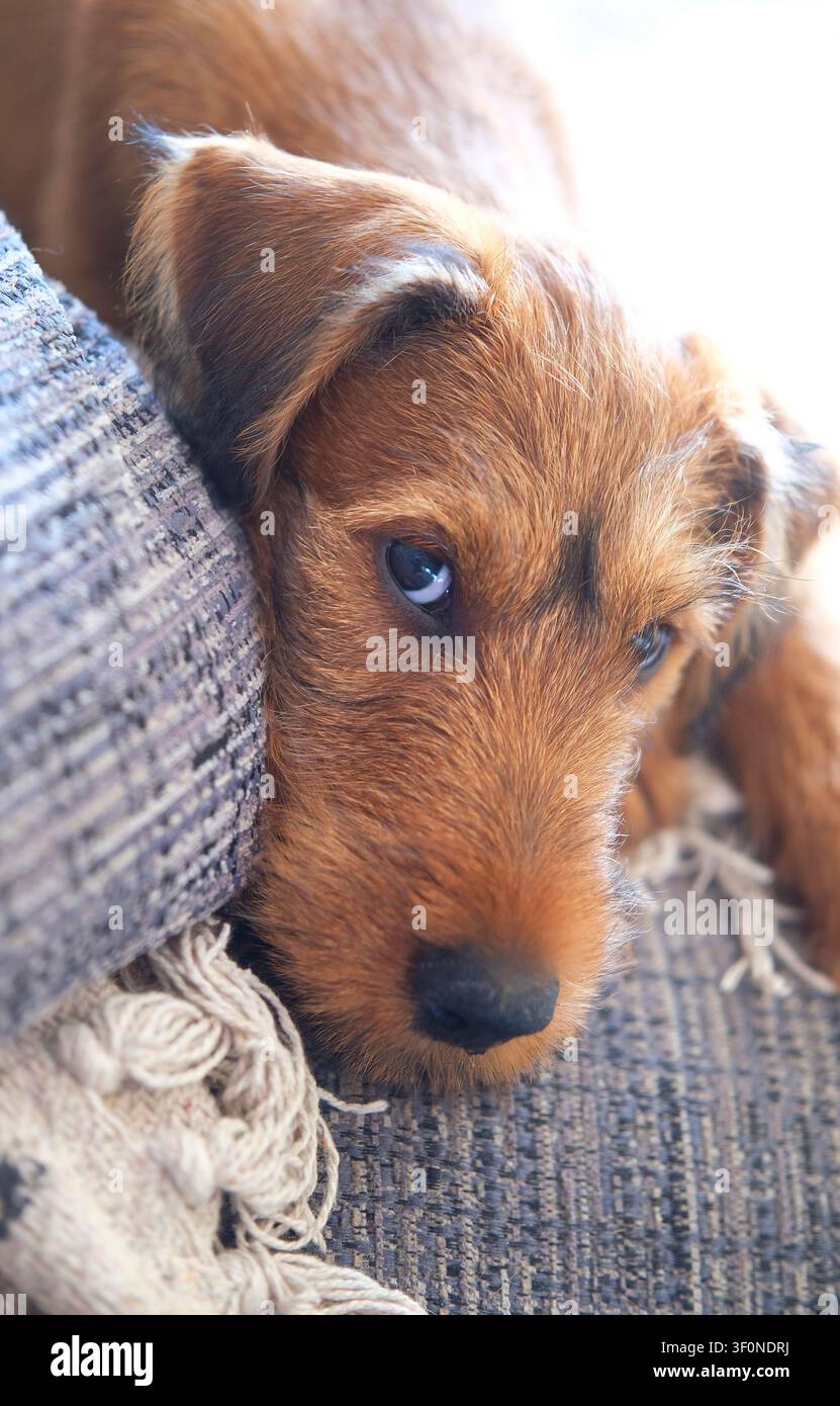 adorabile cucciolo di terrier irlandese seduto su un divano grigio Foto Stock