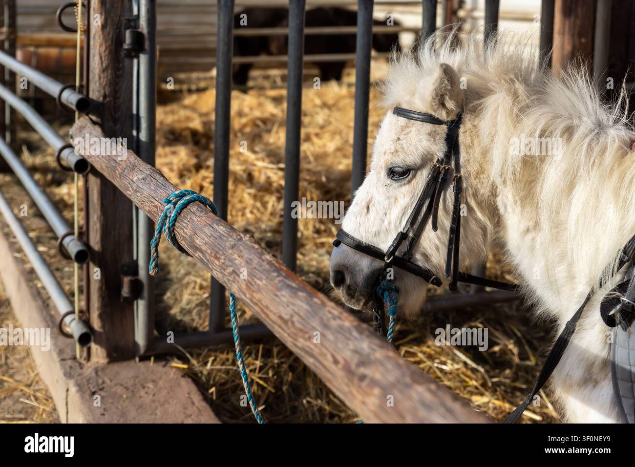 Pony bianco con briglia in piedi nella stalla accanto a una ringhiera di legno e lettiera di paglia. Ritratto rustico di fattoria che cattura l'espressione calma dell'equino, criniera soffice Foto Stock
