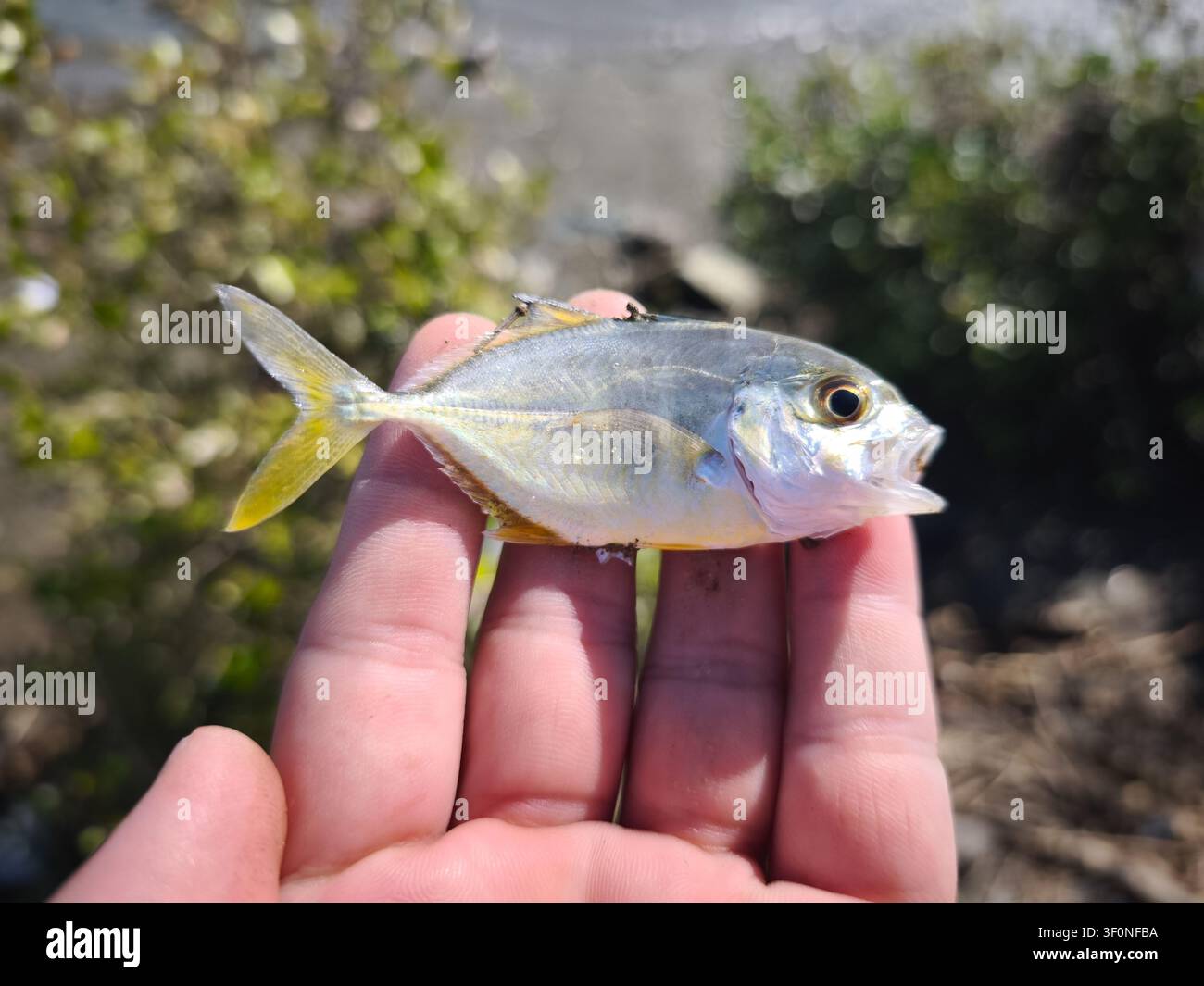 Pesce juvenile Giant Trevally in mano in primo piano, piccola cattura GT da attività di pesca, specie Caranx ignobilis, concetto di pesca all'aperto e vita marina Foto Stock