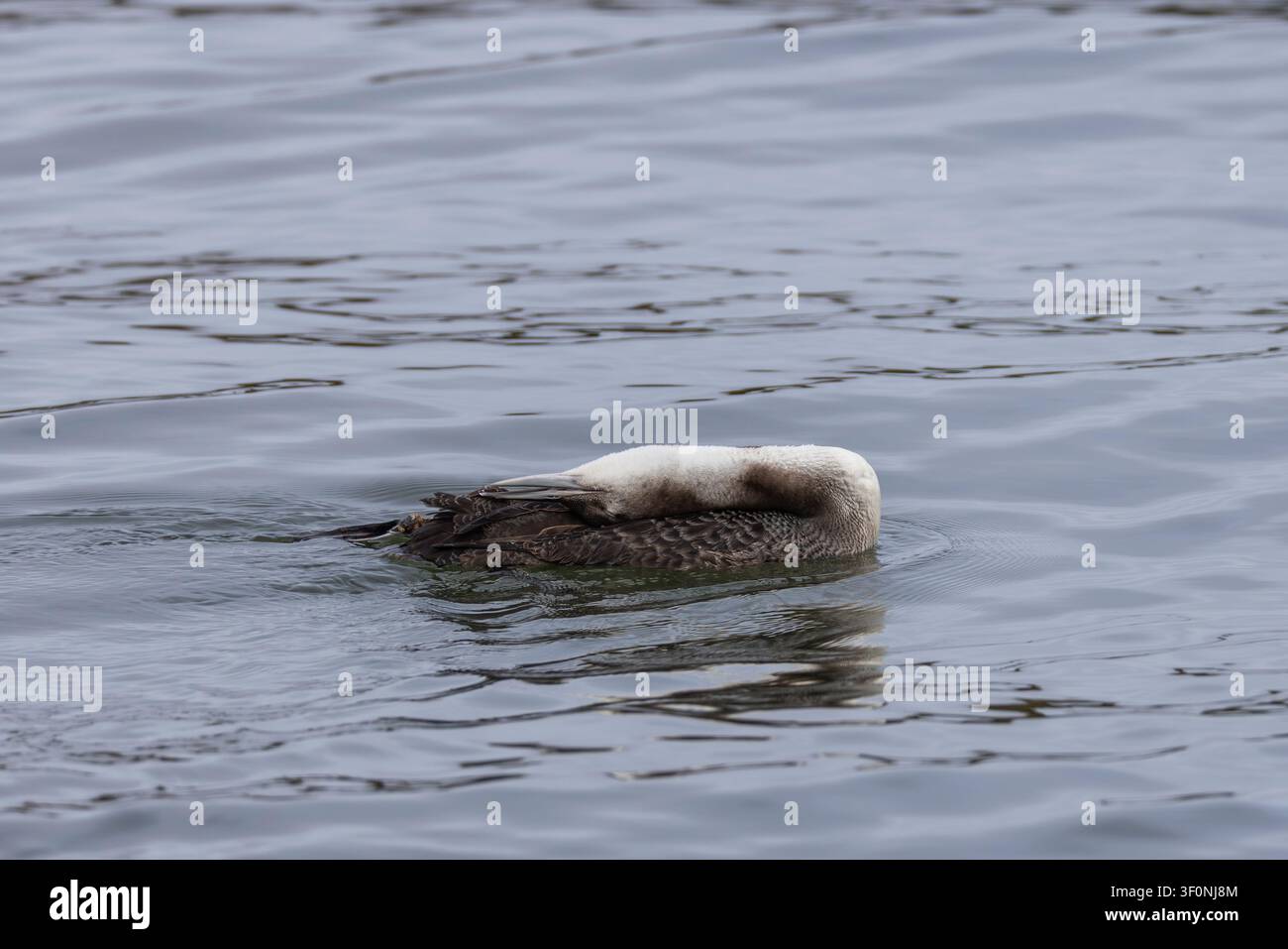 Un sommozzatore comune nel piumaggio invernale con la testa allungata lungo la schiena Foto Stock