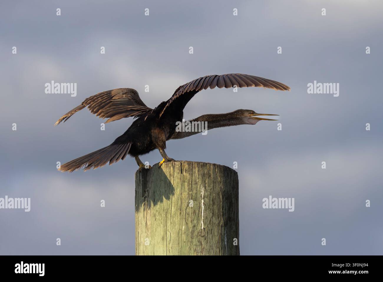 Un anhinga agitato con il collo teso e il becco aperto Foto Stock