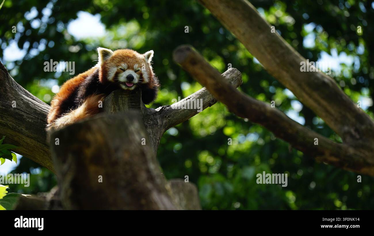 Un panda rosso riposa pacificamente su un robusto ramo d'albero, il suo pelo rossastro che brilla alla luce del sole mentre sonnecchia tra una vegetazione verde e lussureggiante. Foto Stock