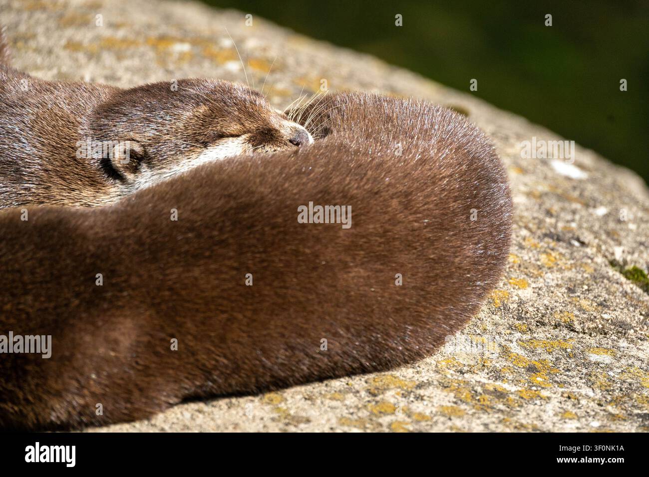 Una lontra giace su una roccia, con la testa appoggiata contro un'altra lontra. Foto Stock