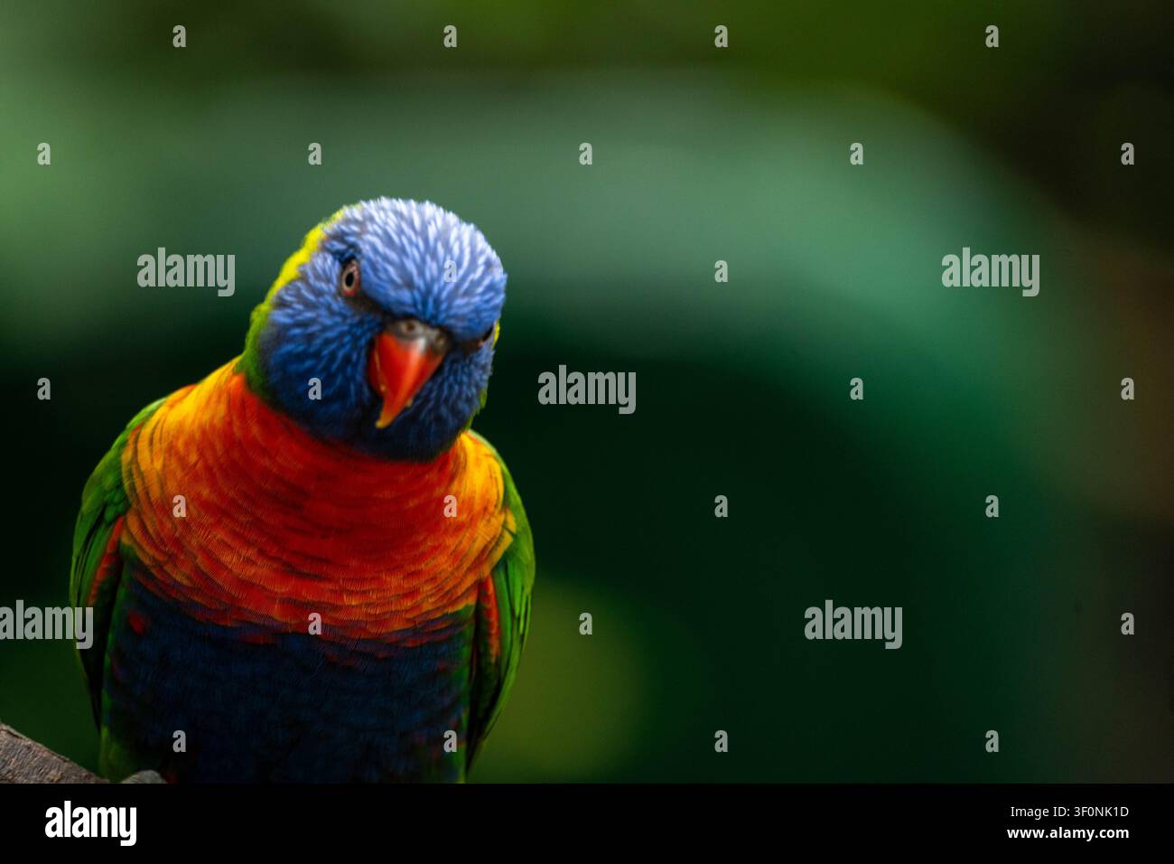 Un lorikeet arcobaleno inclina la testa con curiosità, mostrando un piumaggio vivace di blu, rosso, verde e giallo su uno sfondo verde sfocato. Foto Stock