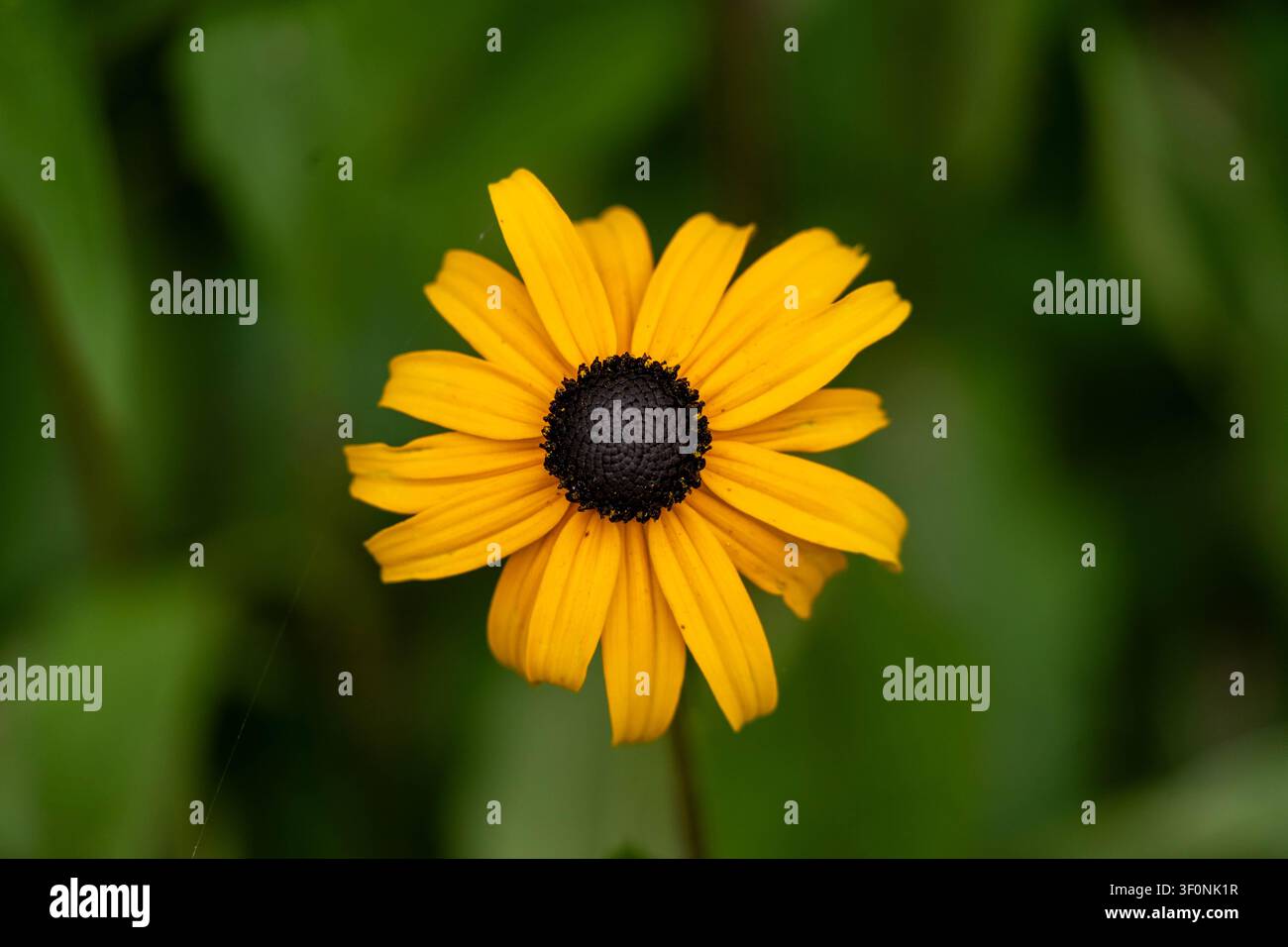 Un fiore giallo brillante con un centro marrone scuro si distingue vividamente su uno sfondo verde morbido, i suoi petali emanano calore e bellezza naturale. Foto Stock