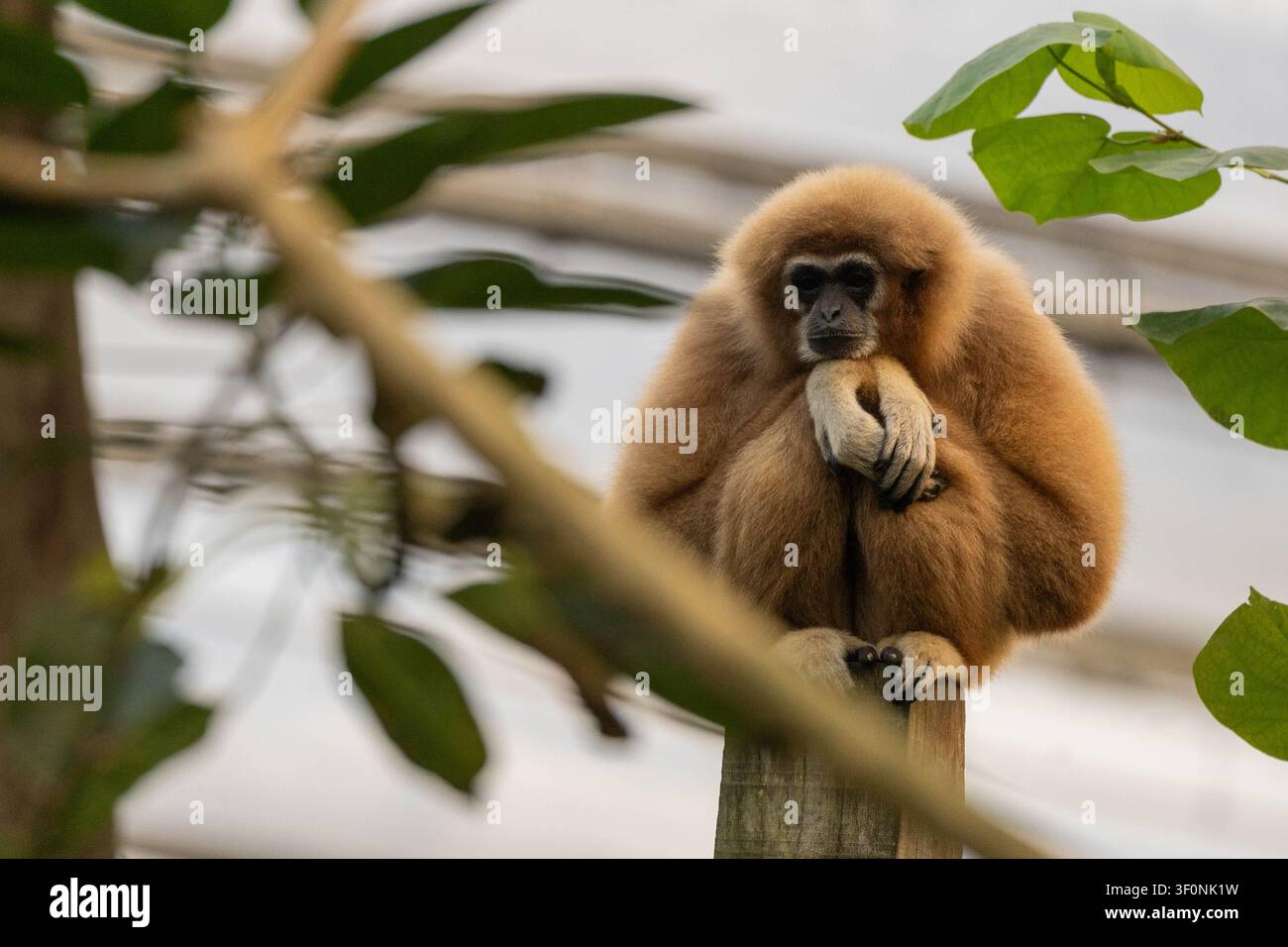 Un gibbone con una morbida pelliccia dorata e marrone è seduto pensieroso su un palo di legno, con la mano appoggiata sotto il mento. Foto Stock