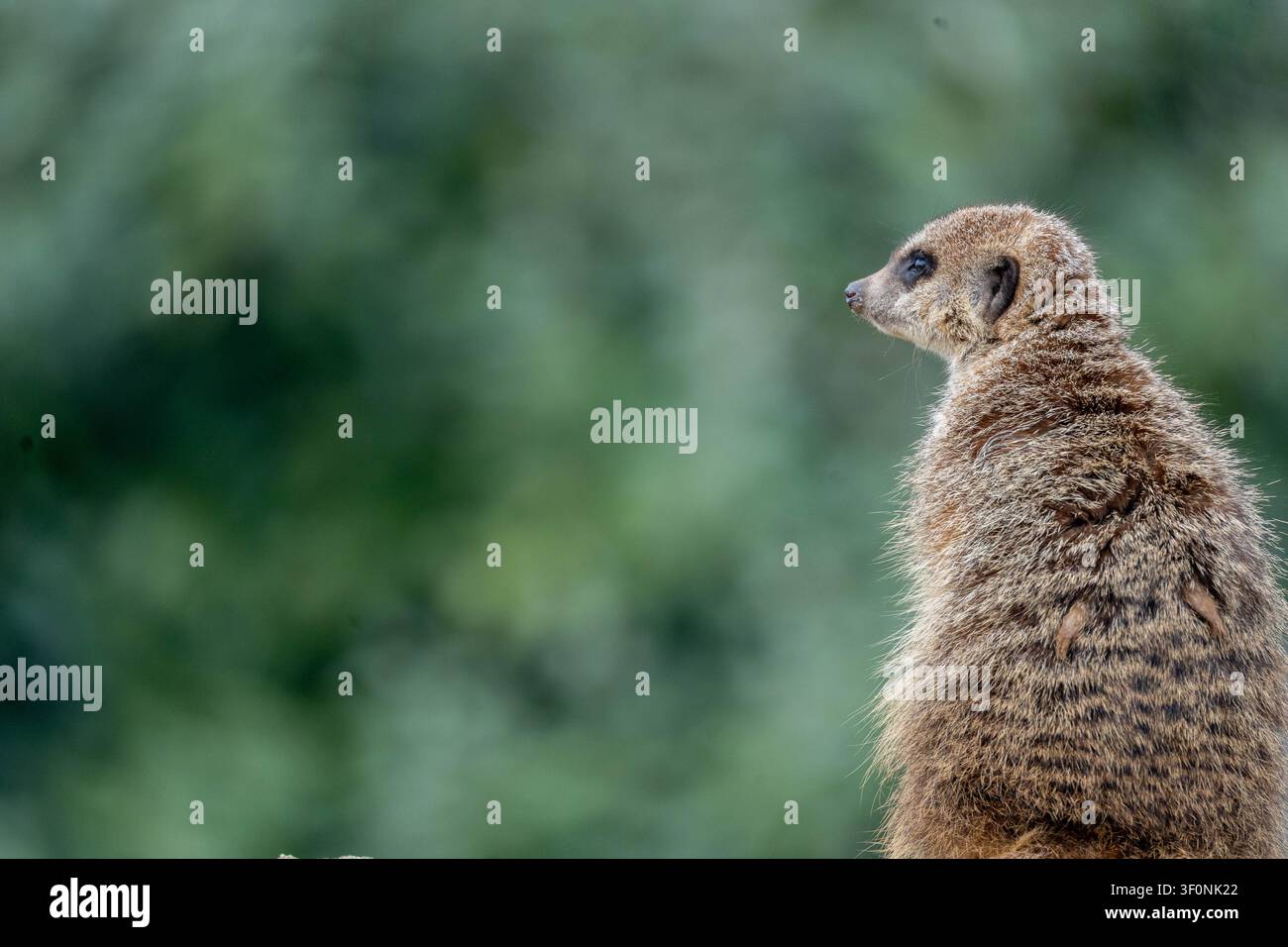 Un suricato è seduto in posizione eretta, guardando in lontananza con curiosità vigile, il suo morbido pelo marrone dettagliato su uno sfondo verde liscio e sfocato. Foto Stock