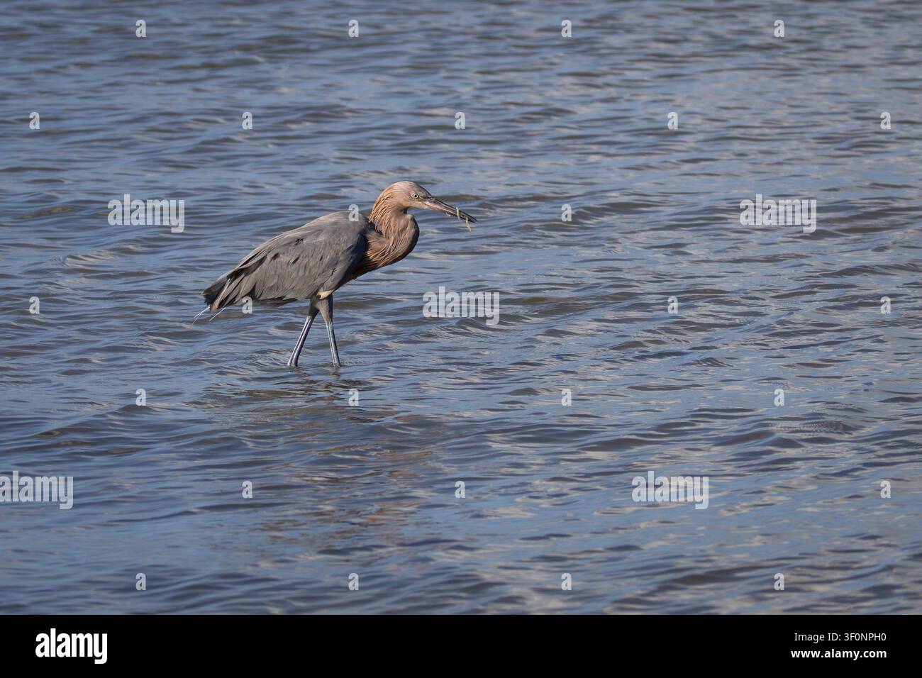 Un airone rossastro che vade nelle acque basse del fiume Matanzas con un animale simile a un'anguilla avvolto intorno al becco Foto Stock
