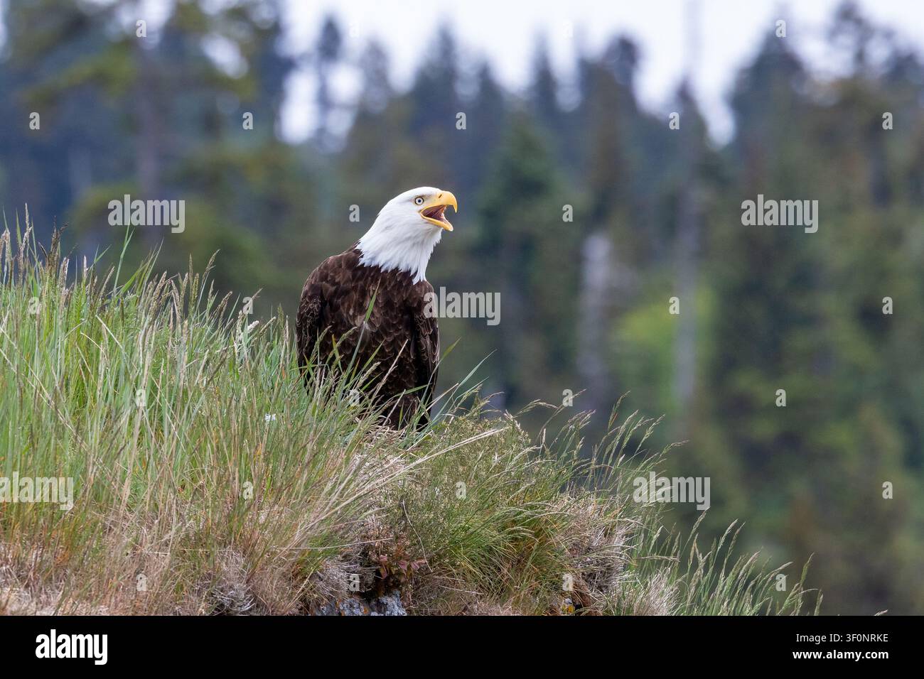 Un’aquila dalla testa bianca che chiama mentre è appollaiata accanto a un nido tra alcune erbe a Kachemak Bay, in Alaska Foto Stock