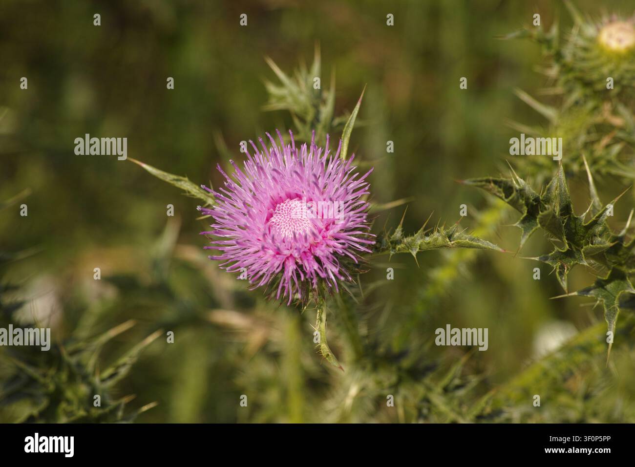 Un primo piano di una vibrante fioritura di cardo mariano viola tra foglie verdi e spinose. Foto Stock