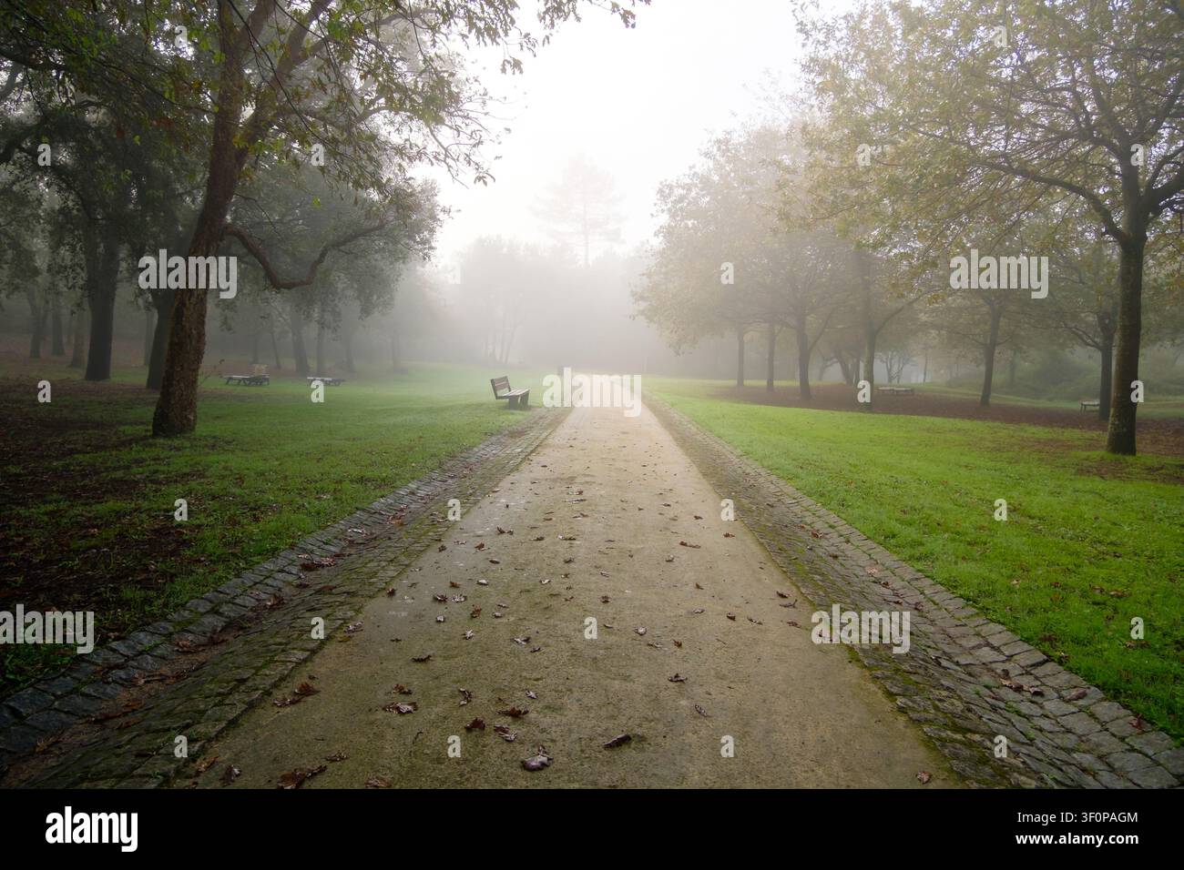 Sentiero del parco con foglie sparse che si addentra nella fitta nebbia mattutina e tra gli alberi Foto Stock
