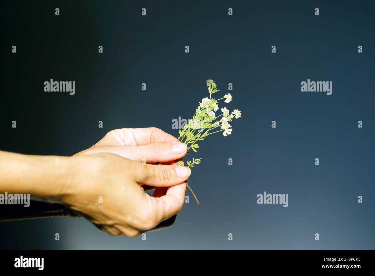 Primo piano di mani femminili che presentano un esemplare di fiore selvatico bianco pressato preparato per la documentazione dell'erbario. Evidenzia materiale di riferimento botanico. Foto Stock