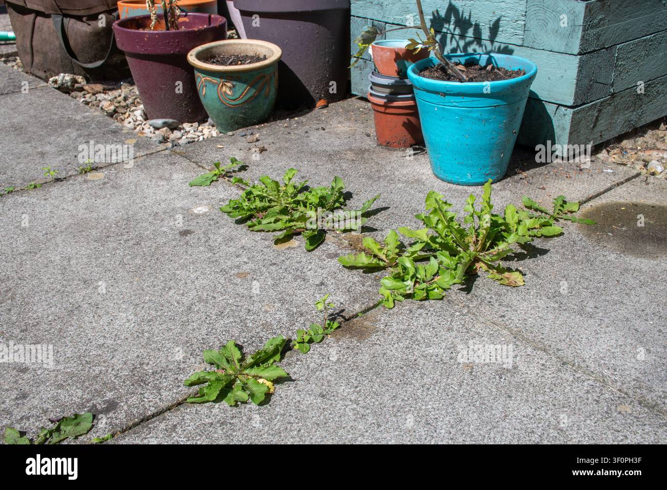 Erbe che crescono nelle fessure tra le piastre di pavimentazione su una terrazza in un giardino Foto Stock