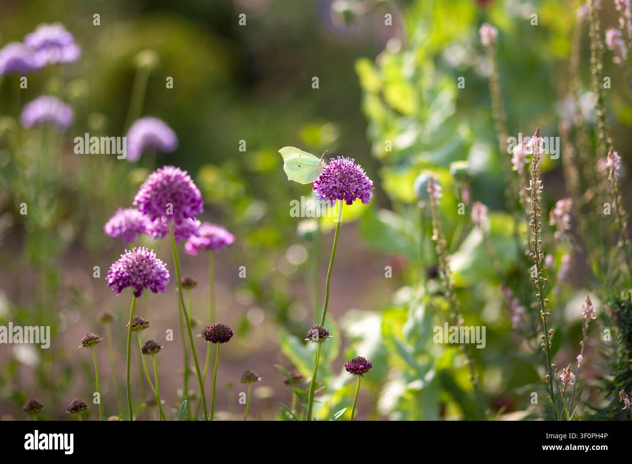 Primo piano di una farfalla che raccoglie nettare su scabiosa viola in fiore in un giardino estivo. Fiori amici dei impollinatori attirano gli insetti. Foto Stock