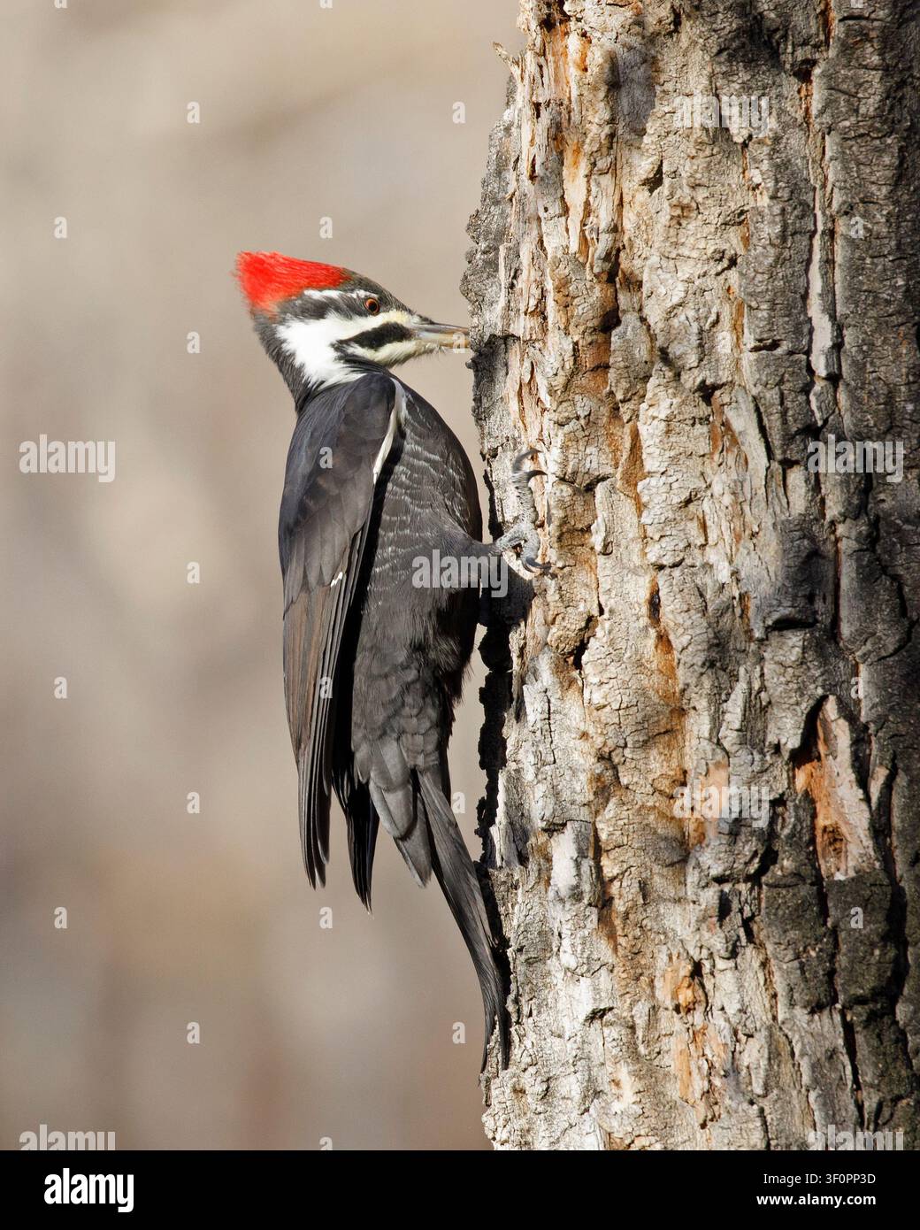 Femmina di picchio pileato che si nutre da un trespolo su un pioppo. Dryocopus pileatus Foto Stock