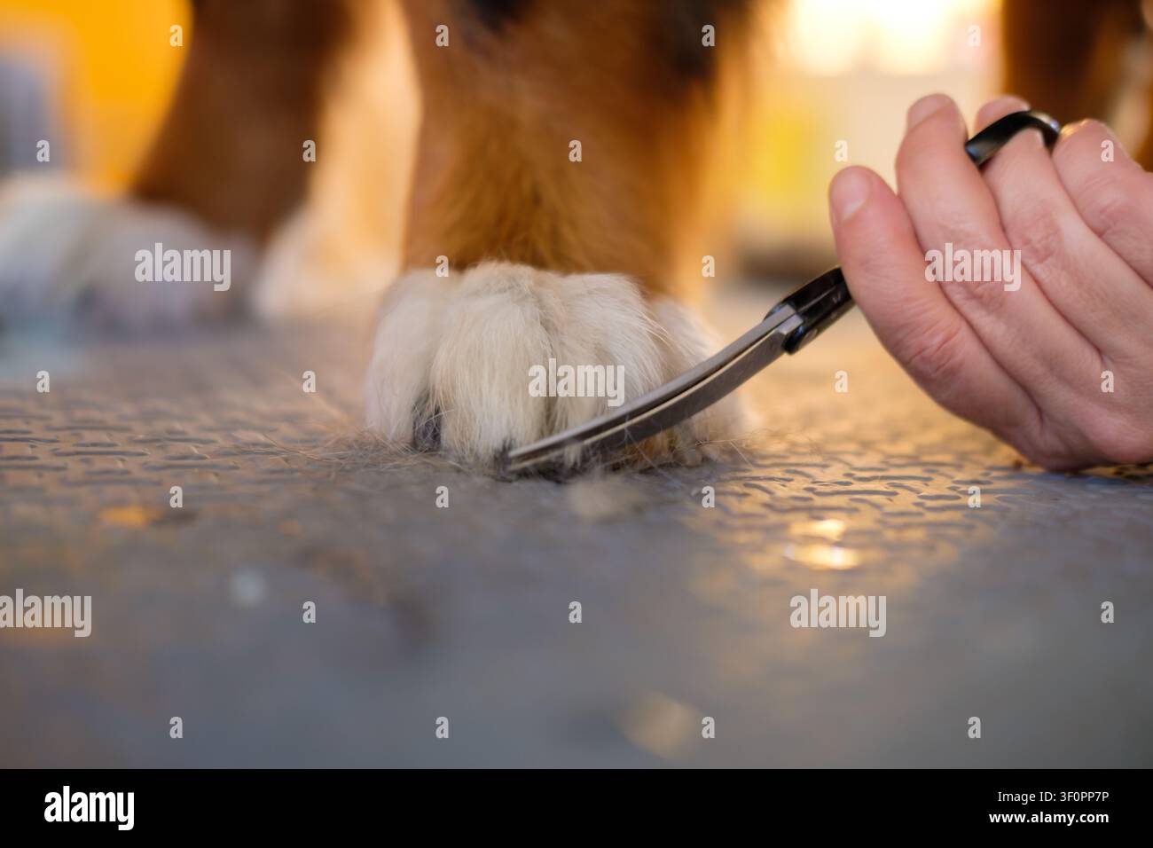 Toelettatore professionista taglia con cura la zampa di un cane proteggendone l'igiene Foto Stock