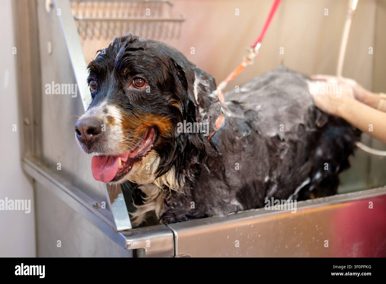 Berner Sennenhund felice che riceve una pulizia approfondita con schiuma di sapone in un salone di toelettatura per animali Foto Stock